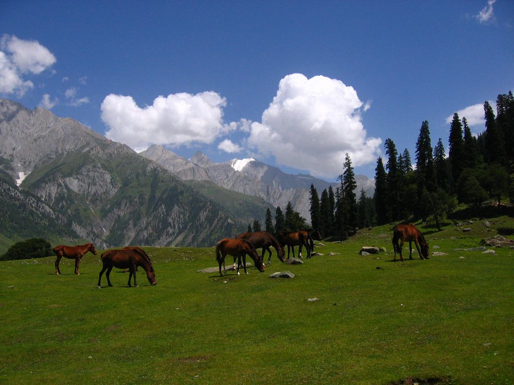 Fun Filled Kashmir Holidays Tour & Travels | Discover the enchanting beauty of Kashmir with Fun Filled Kashmir Holidays Tour & Travel packages. Explore breathtaking landscapes, serene lakes, and vibrant local culture. Perfect for adventure seekers and those looking for a peaceful retreat, our tours offer unforgettable experiences tailored to your interests.